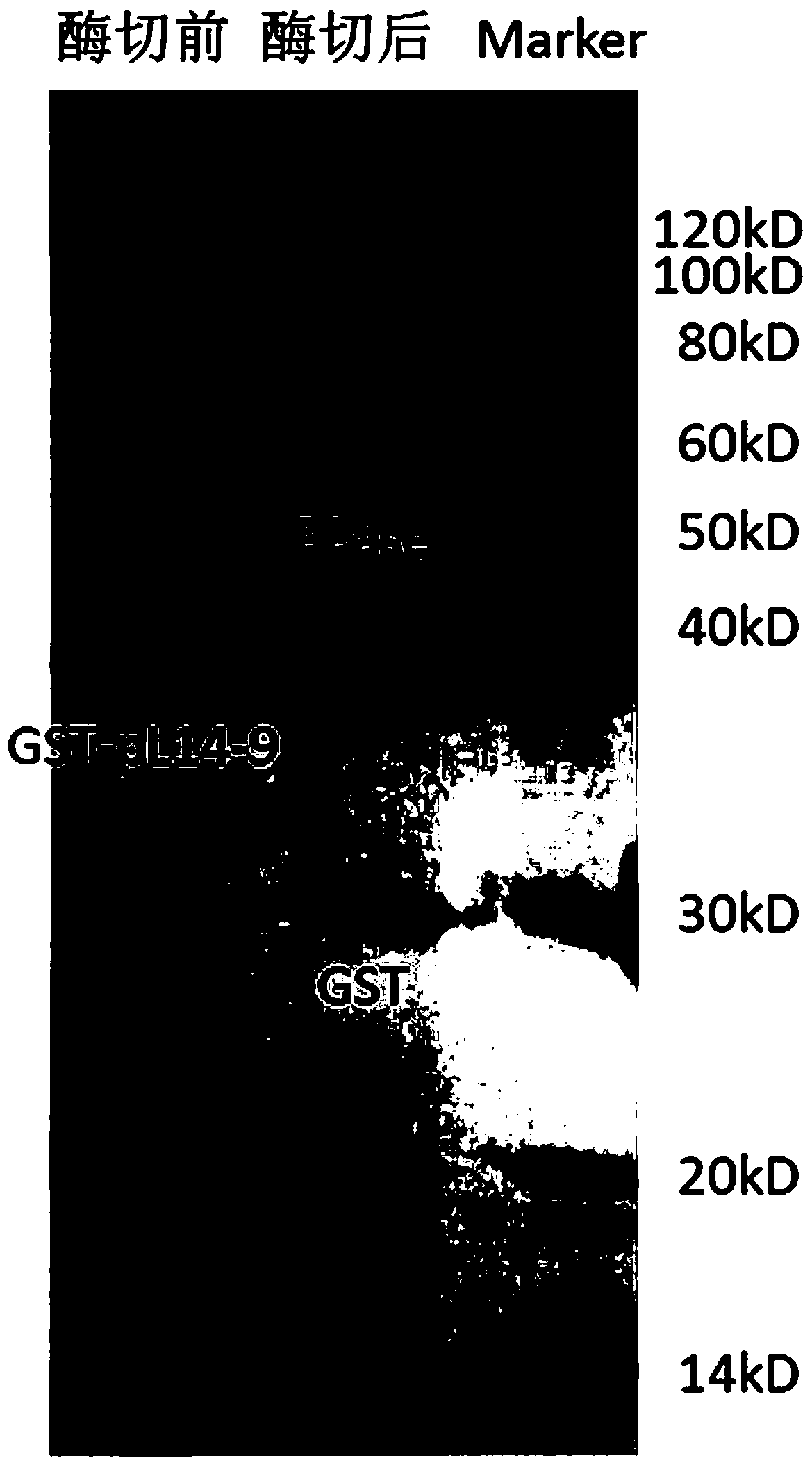 Wrinkle-removing short peptide and its preparation method