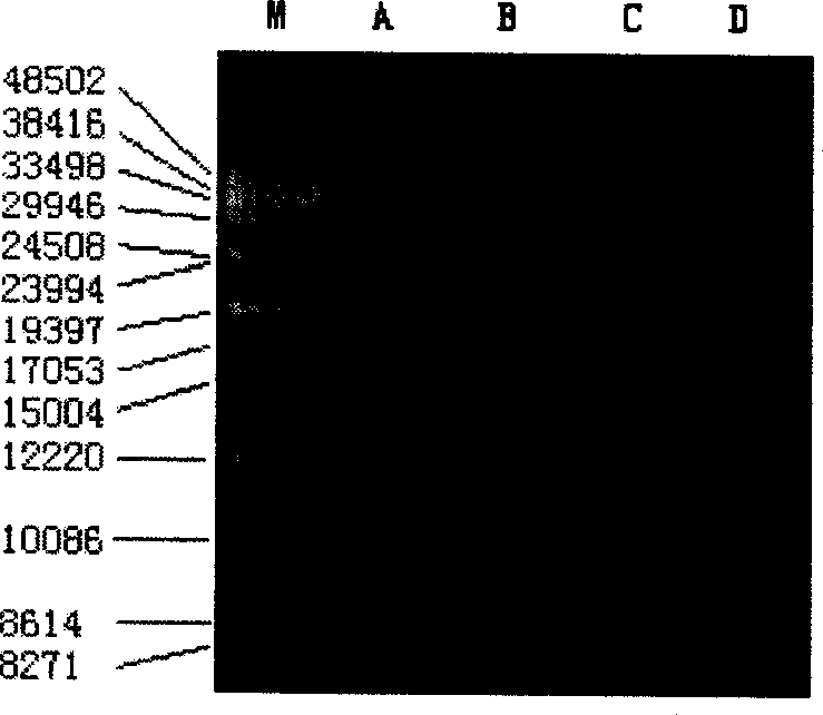 Quick extracting method for large fragment sponge macro genome DNA