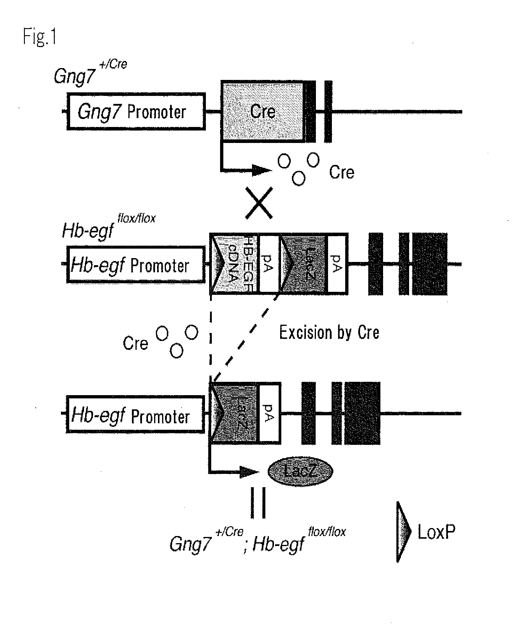 Hb-egf deficient transgenic animal and production method thereof