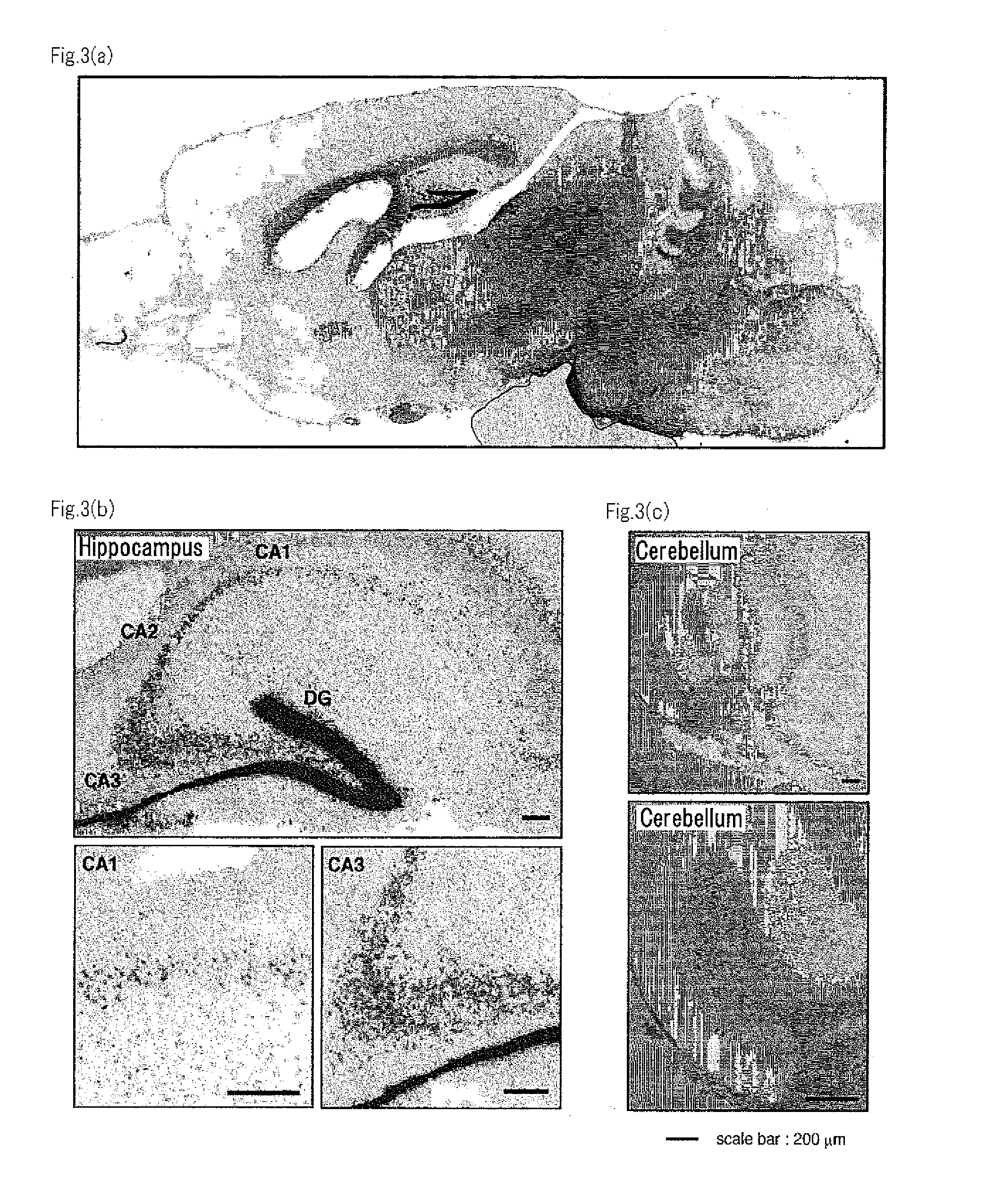 Hb-egf deficient transgenic animal and production method thereof