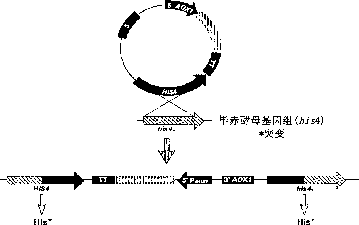 Pichia yeast expressing recombinant human blood coagulation factor VII, and preparation and use thereof