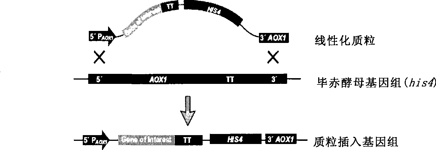 Pichia yeast expressing recombinant human blood coagulation factor VII, and preparation and use thereof