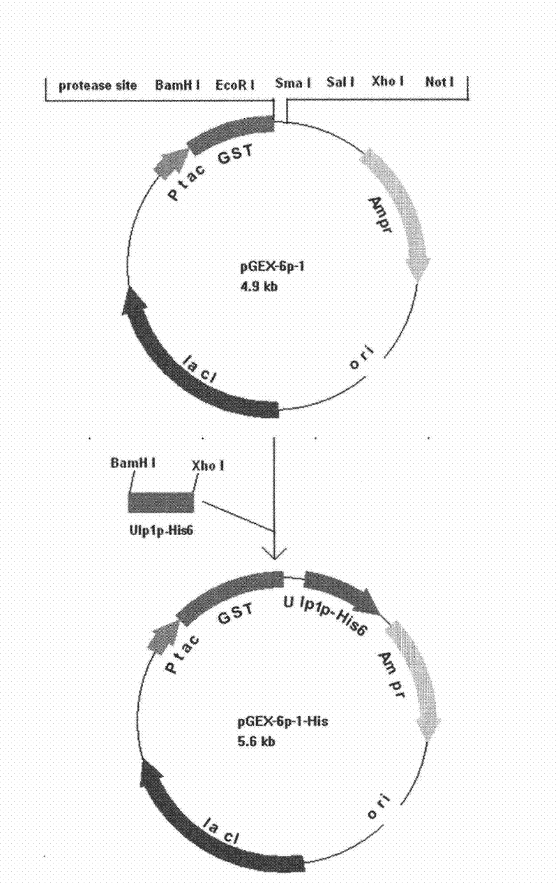 Recombinant small ubiquitin-related modifier (SUMO) protease and preparation method as well as application thereof