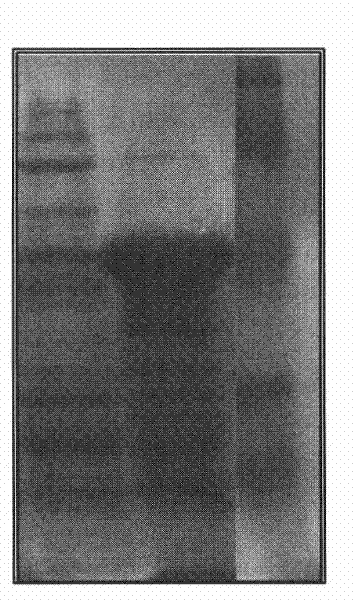 Recombinant small ubiquitin-related modifier (SUMO) protease and preparation method as well as application thereof