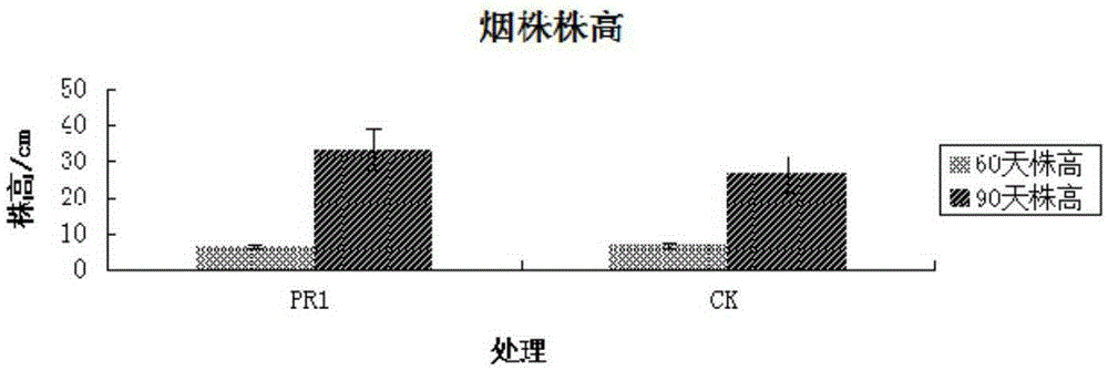 Bacillus stratosphericus strain and application thereof