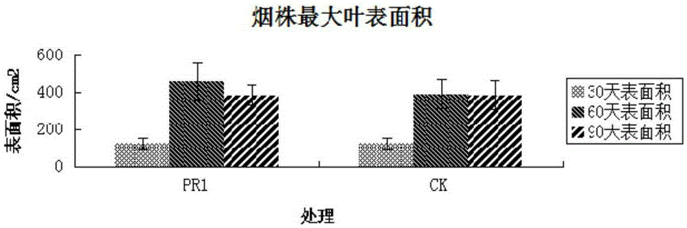 Bacillus stratosphericus strain and application thereof