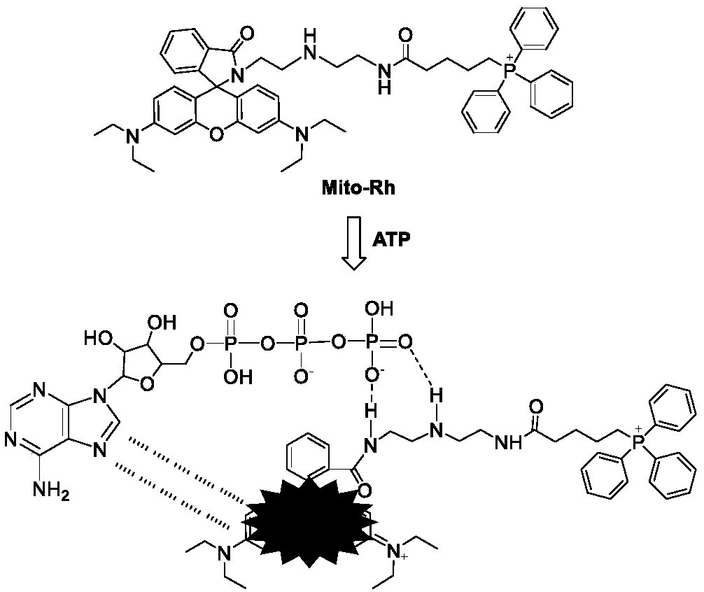 Preparation and Application of ATP Fluorescent Probe for Positioning Mitochondria