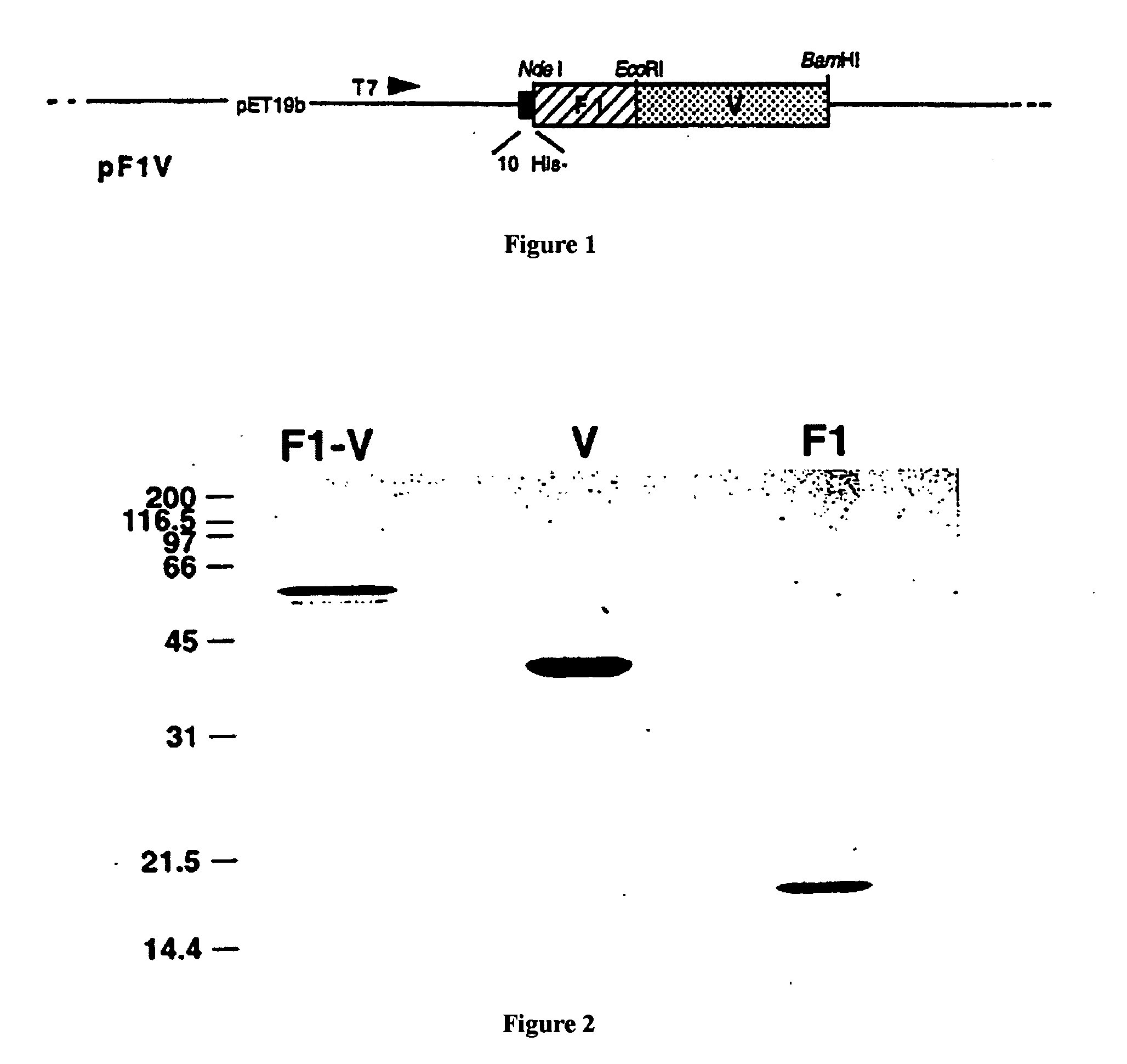 Recombinant F1-V Plague Vaccine