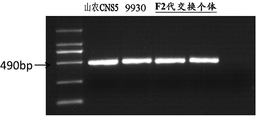 Molecular marker for rapidly identifying density of spines of cucumber line, identification method and application