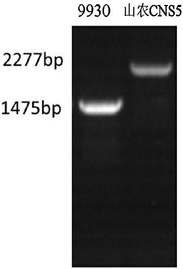 Molecular marker for rapidly identifying density of spines of cucumber line, identification method and application