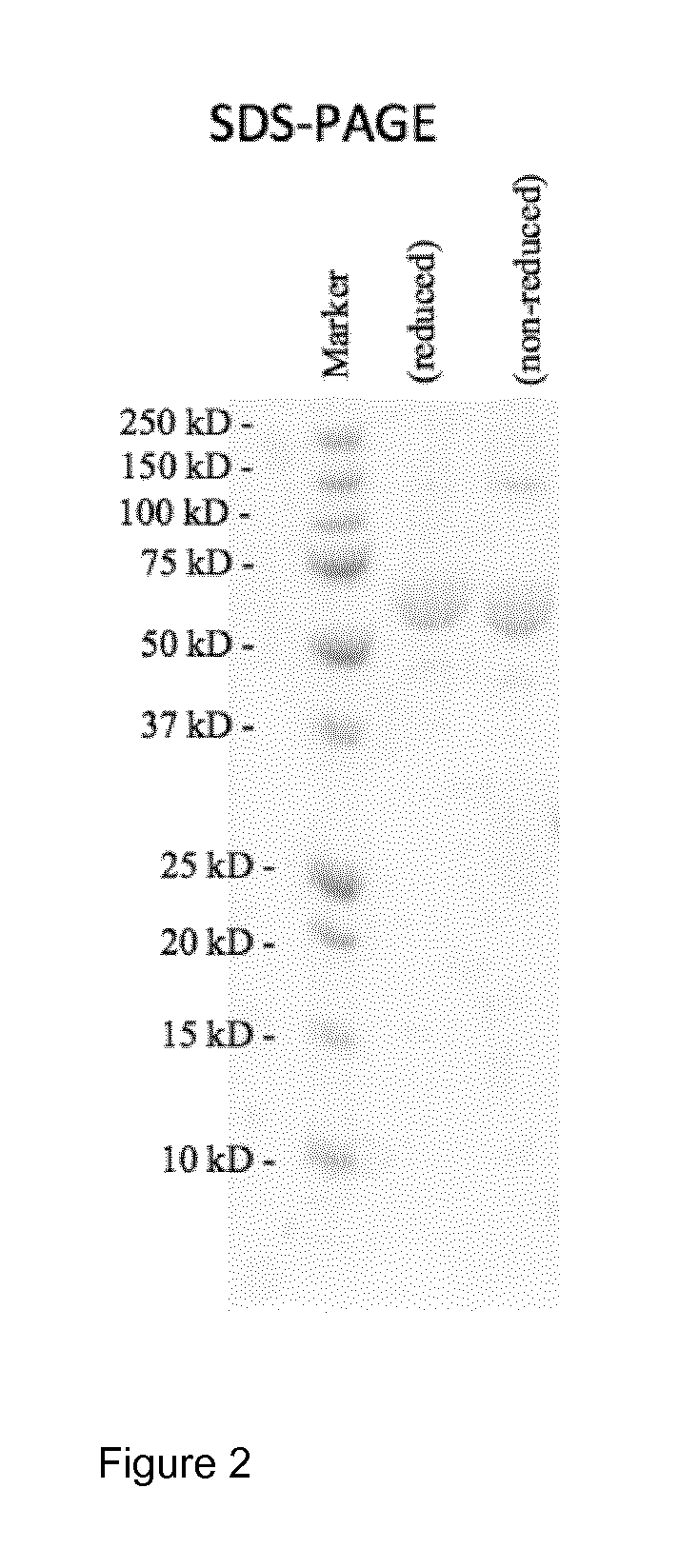 IL2 and TNF immunoconjugates