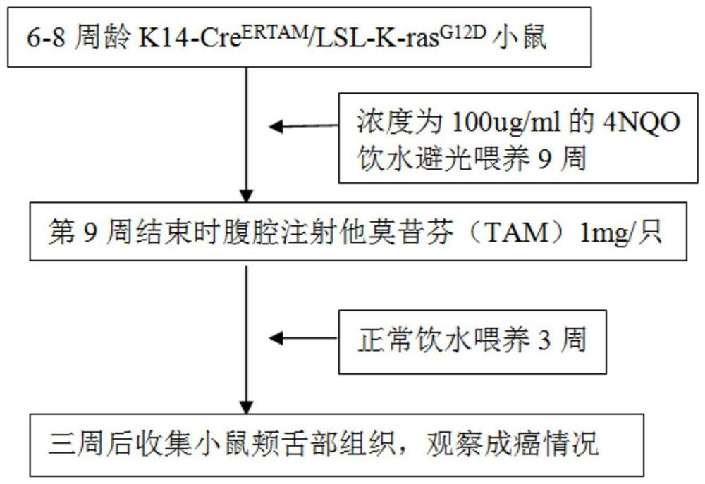 A method for constructing an animal model of kras mutation-associated malignant transformation of oral mucosa