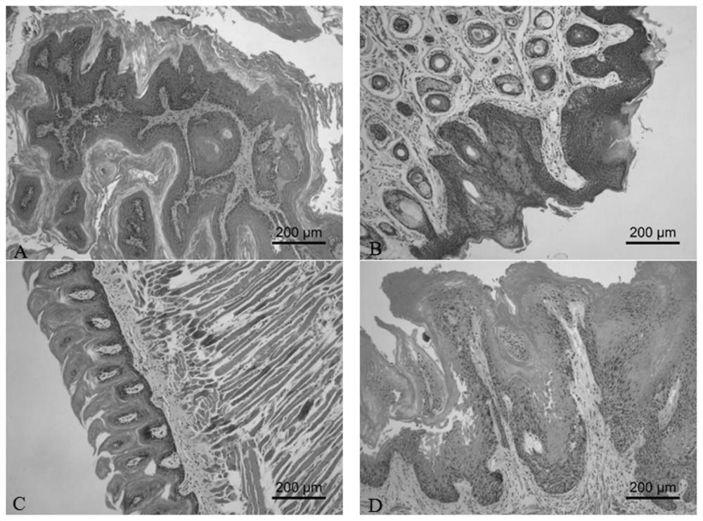 A method for constructing an animal model of kras mutation-associated malignant transformation of oral mucosa