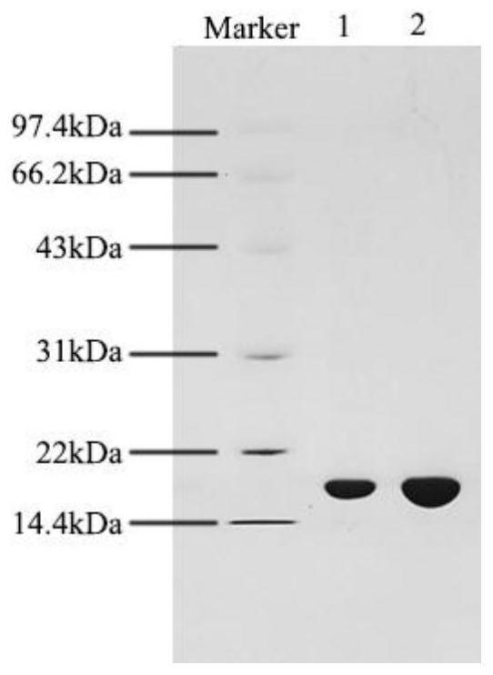 Method for removing heat source from recombinant IL-18 and prepared product