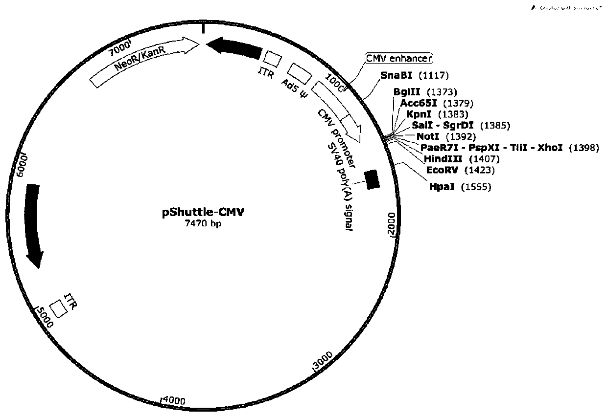 Recombinant adenovirus for expressing porcine circovirus type-3 ORF2 gene and preparation method and application of recombinant adenovirus