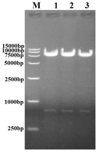 Recombinant adenovirus for expressing porcine circovirus type-3 ORF2 gene and preparation method and application of recombinant adenovirus