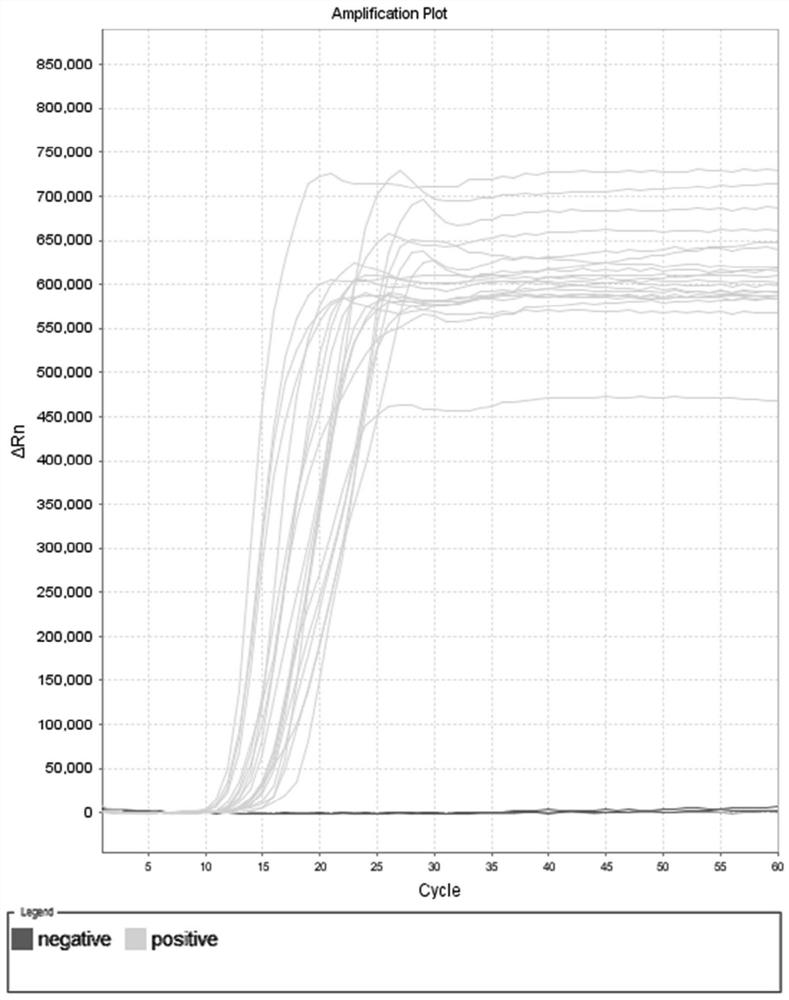 Lamp primer set, kit and rapid detection method for detecting Enterobacter cloacae