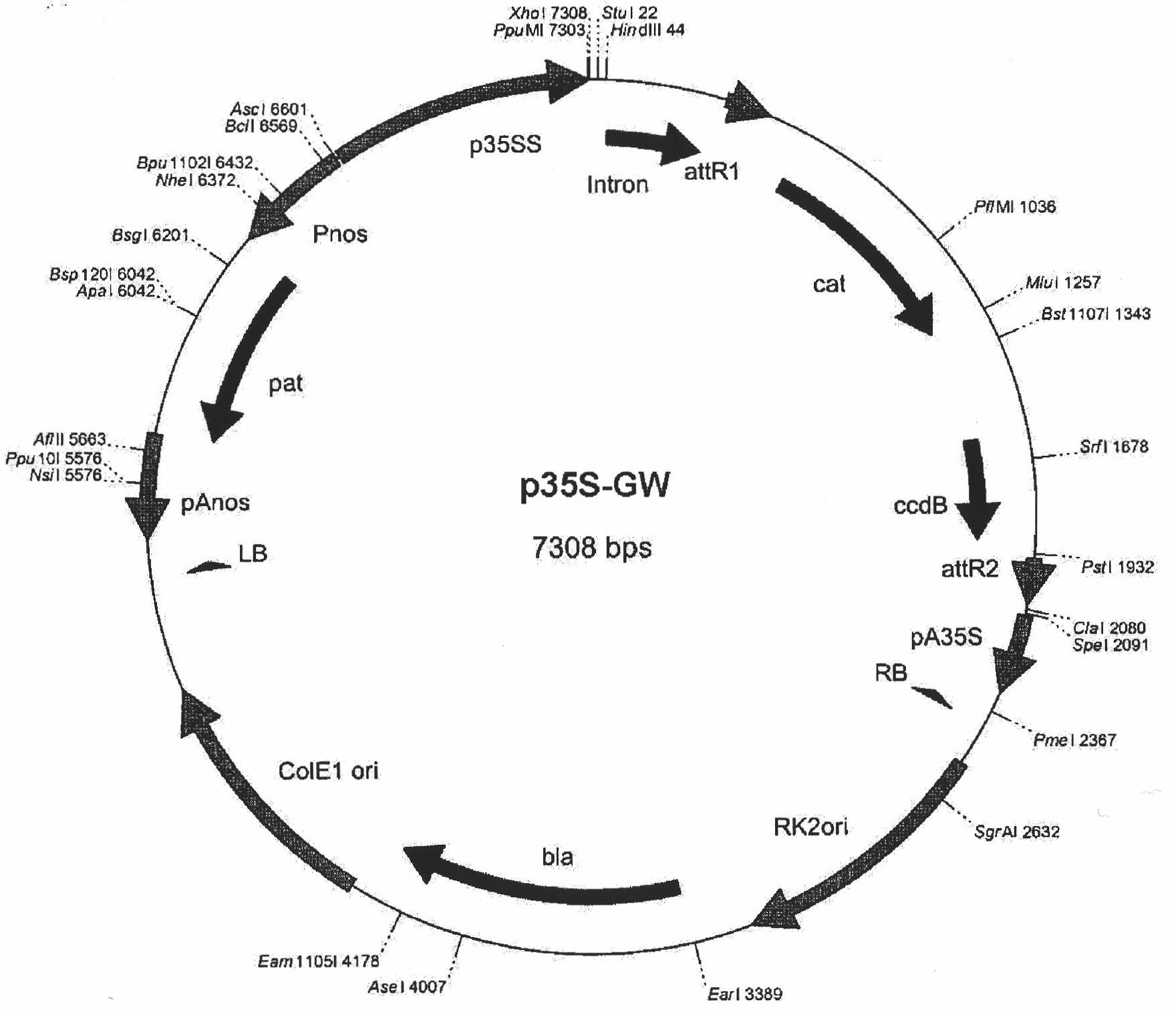 Soybean GmFTL3 protein and soybean GmFTL5 protein as well as applications thereof