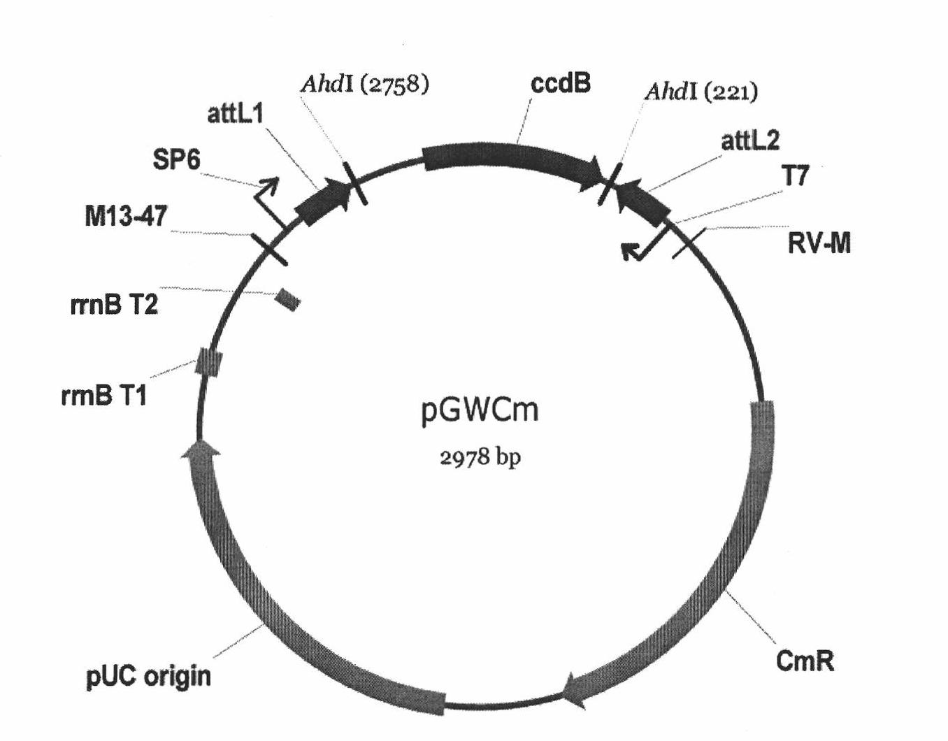 Soybean GmFTL3 protein and soybean GmFTL5 protein as well as applications thereof