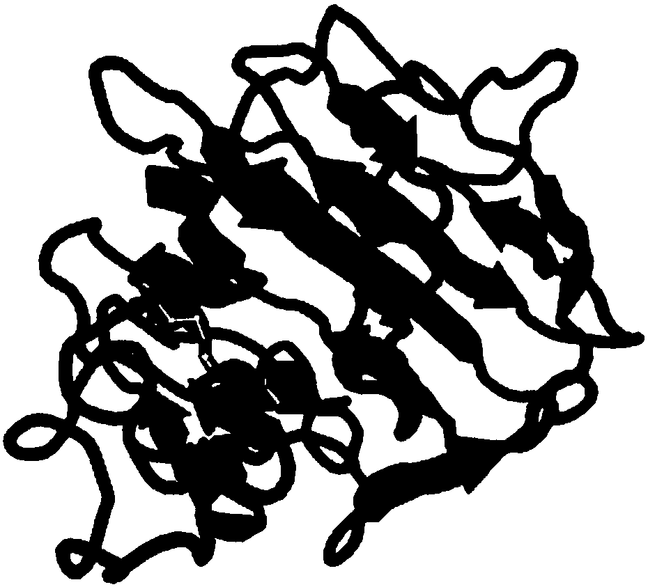 Incision difunctional alginate lyase Aly2 generating various monosaccharide products, encoding gene of Aly2 and application of Aly2