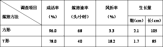 Slotting and side grafting method for wood fruit trees