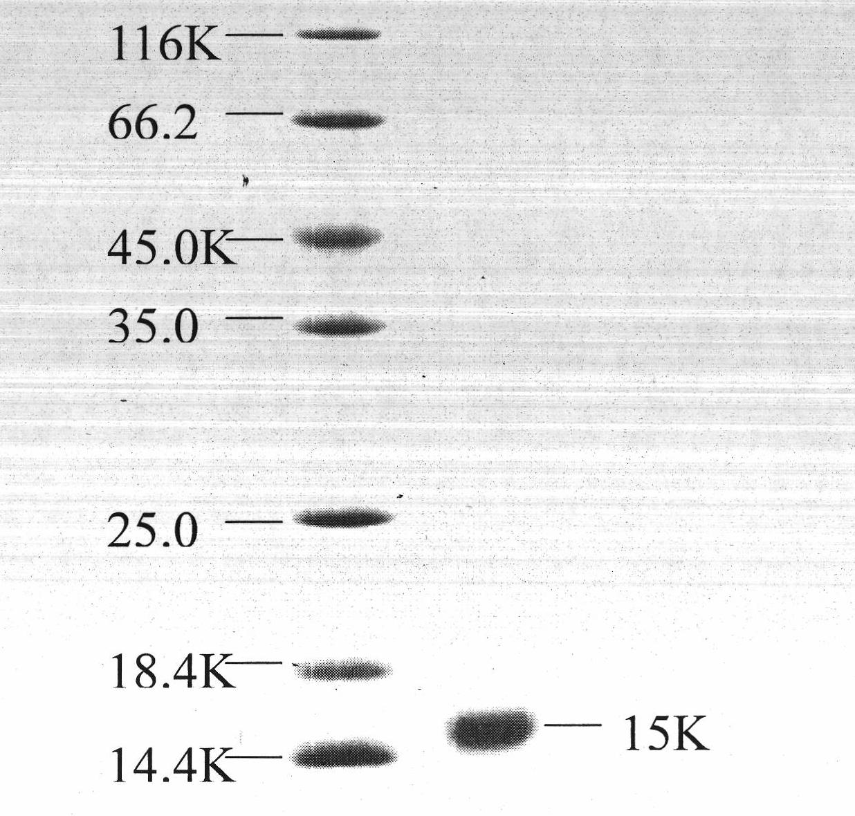 Clam polypeptide and preparation method thereof