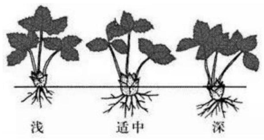 Strawberry planting method