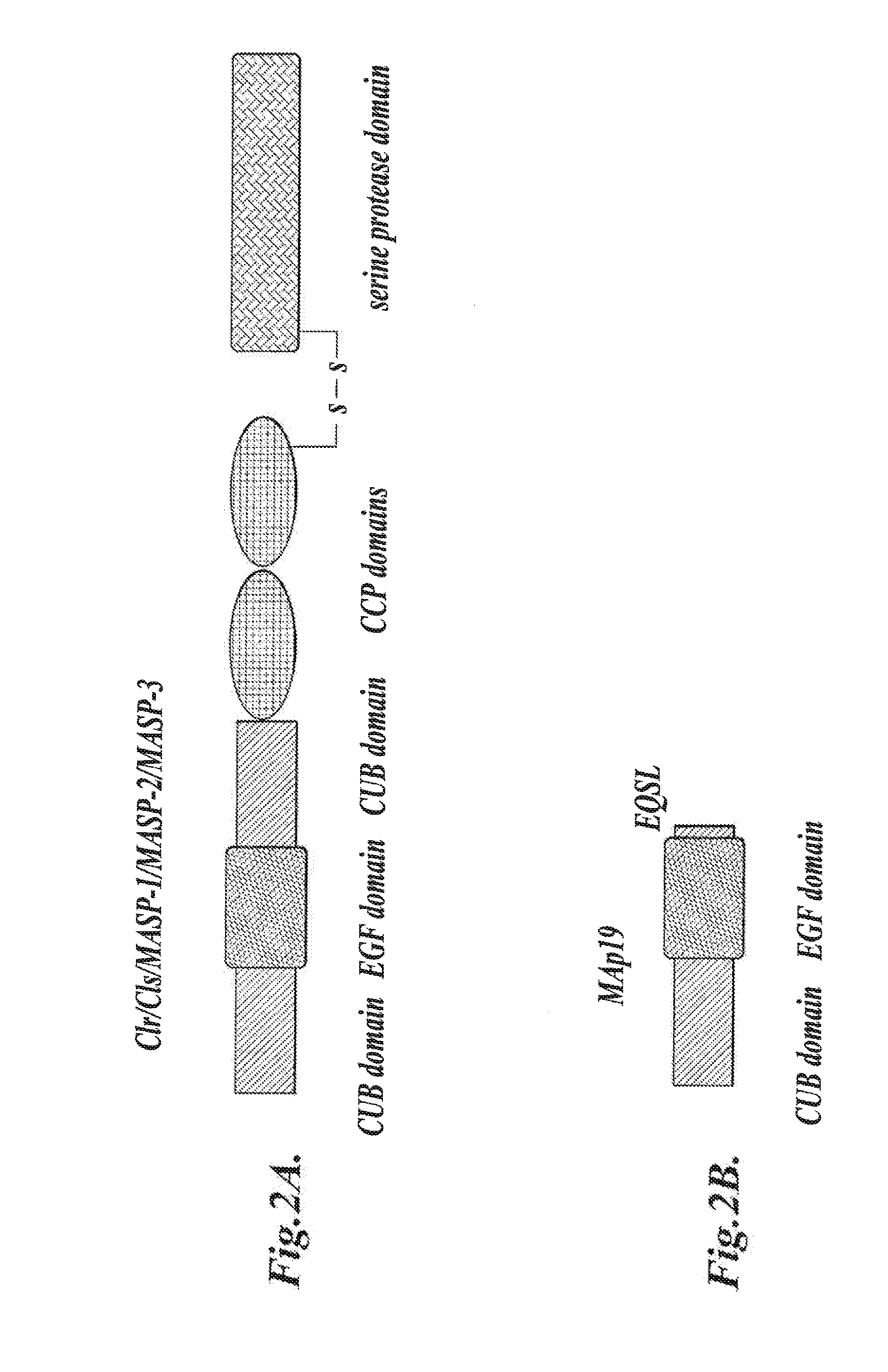 Methods for Treating Conditions Associated with MASP-2 Dependent Complement Activation