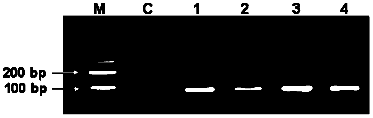 Molecular marking method for indicating Qinchuan cattle meat tenderness and water-holding capacity by utilizing THRSP (thyroid hormone responsive spot) genes