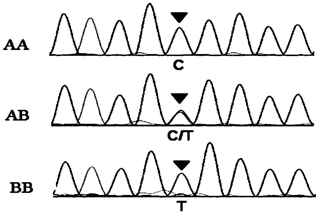 Molecular marking method for indicating Qinchuan cattle meat tenderness and water-holding capacity by utilizing THRSP (thyroid hormone responsive spot) genes