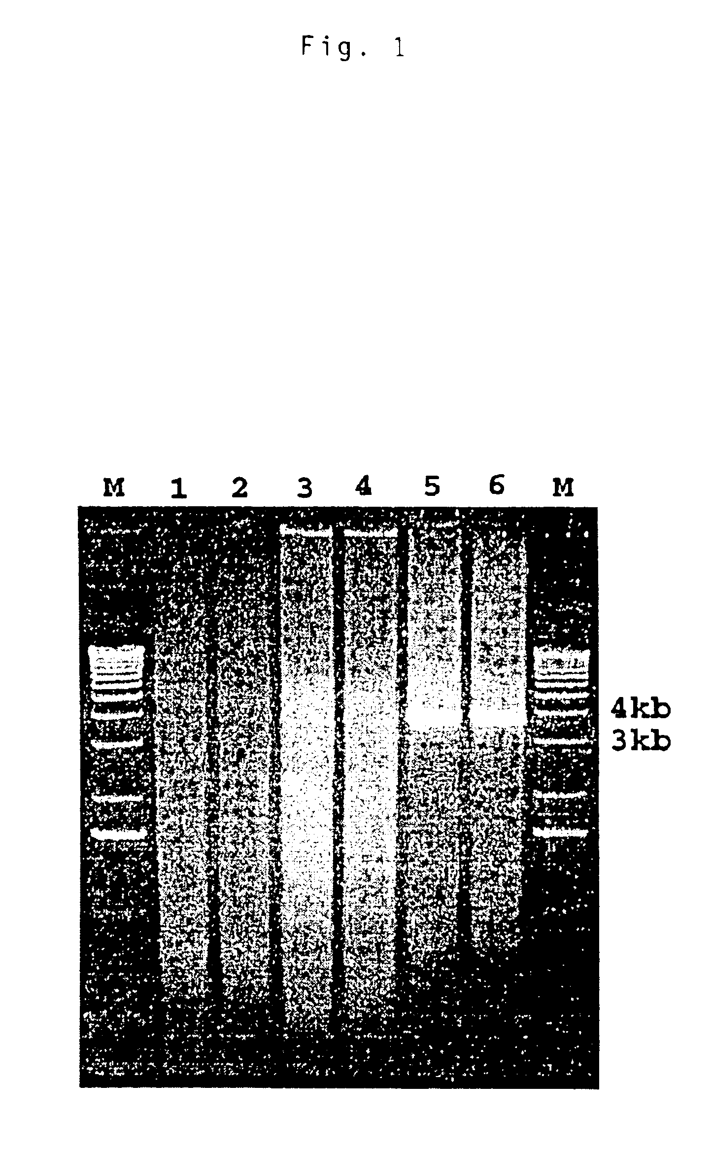 Avian hepatitis E virus, vaccines and methods of protecting against avian hepatitis-splenomegaly syndrome and mammalian hepatitis E