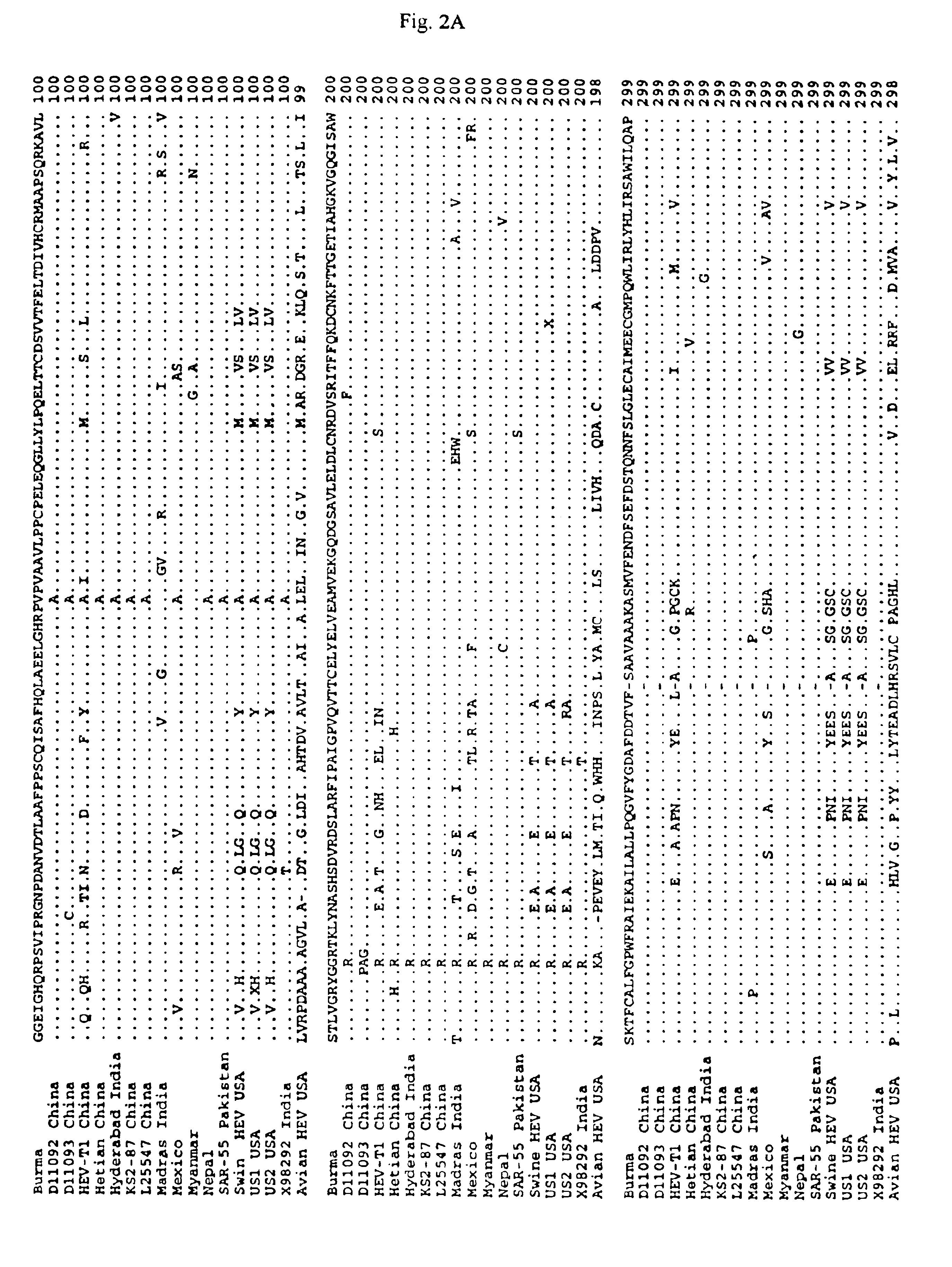 Avian hepatitis E virus, vaccines and methods of protecting against avian hepatitis-splenomegaly syndrome and mammalian hepatitis E