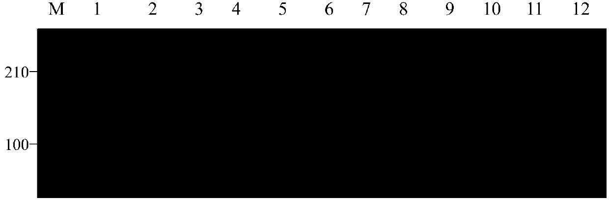 SSR (Simple Sequence repeats) primer group based on Fraxinus Velutina Torr. transcriptome sequencing information development and application of primer group in germplasm identification