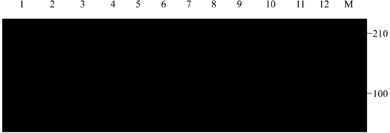 SSR (Simple Sequence repeats) primer group based on Fraxinus Velutina Torr. transcriptome sequencing information development and application of primer group in germplasm identification