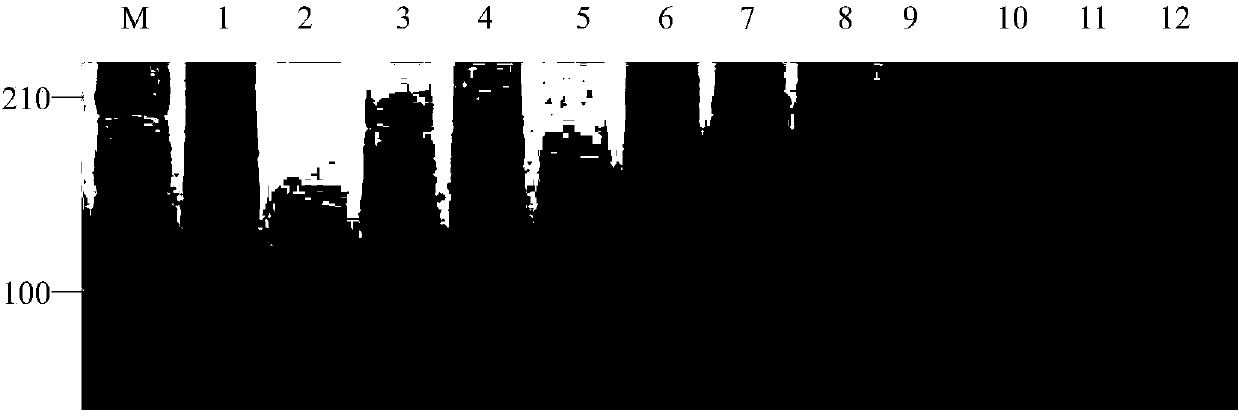 SSR (Simple Sequence repeats) primer group based on Fraxinus Velutina Torr. transcriptome sequencing information development and application of primer group in germplasm identification