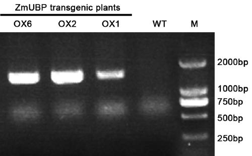 A Novel Salt Tolerance Gene zmubp in Zoysia rugosa and Its Expression Vector and Application