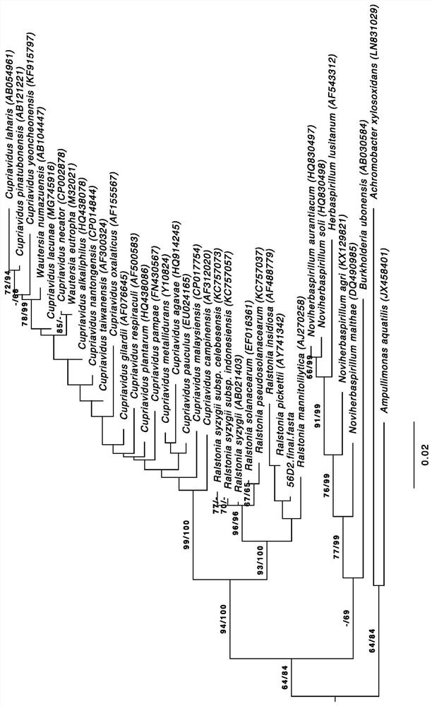 Ralstonia strain, and application, preparation and control effect evaluation method thereof