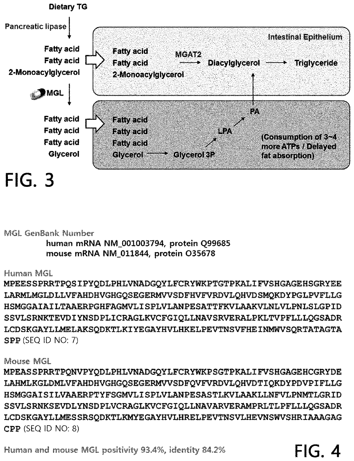 Method for treatment of liver steatosis or non-alcoholic fatty liver by using 2-monoacylglycerol cleaving enzyme