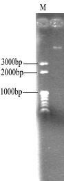 Lactobacillus rhamnosus grx19 and its application