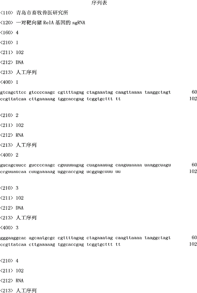 sgRNAs targeting pig RelA gene