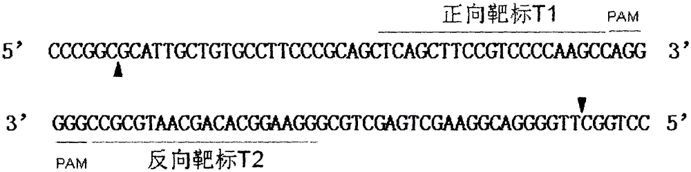 sgRNAs targeting pig RelA gene