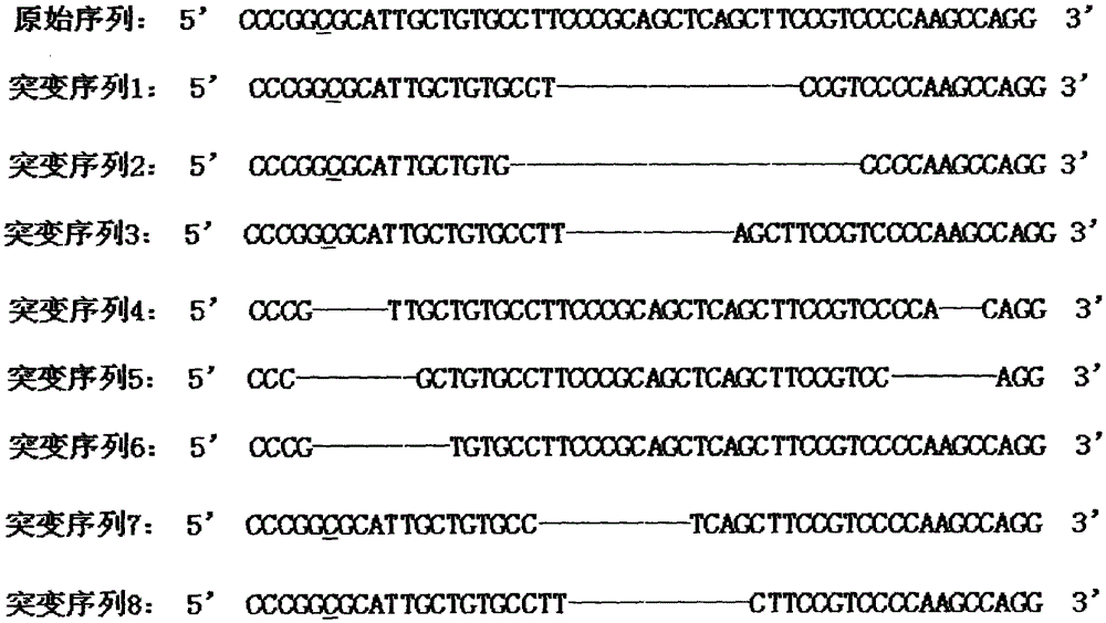 sgRNAs targeting pig RelA gene