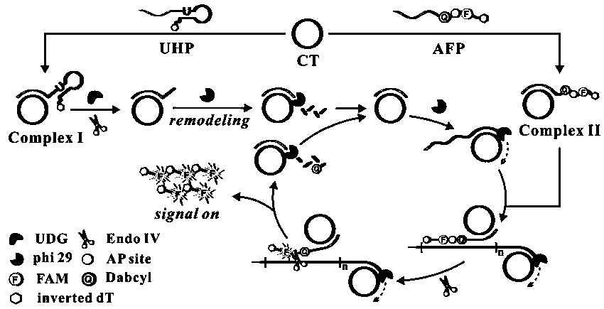 Fluorescence biosensor for detecting UDG (Uracil-DNA Glycosylase) and preparation method thereof