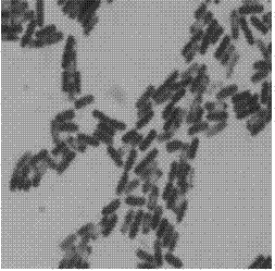 Bacillus subtilis HL-1 and application thereof in respect of soil phosphate dissolving