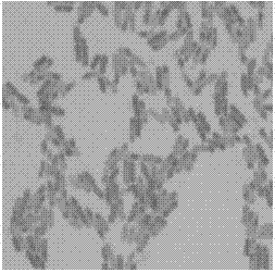 Bacillus subtilis HL-1 and application thereof in respect of soil phosphate dissolving