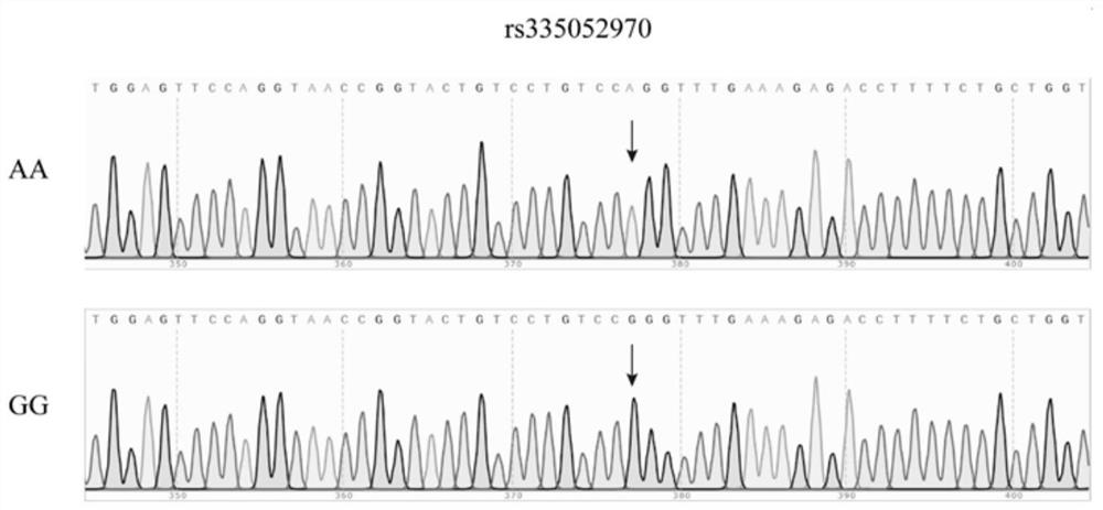 Molecular marker for identifying pig aggressiveness, detection method and application