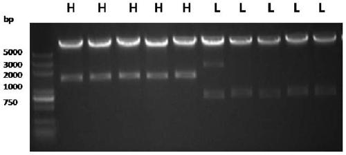 Human-mouse chimeric monoclonal antibody against human von Willebrand factor a3 region and its preparation method and application