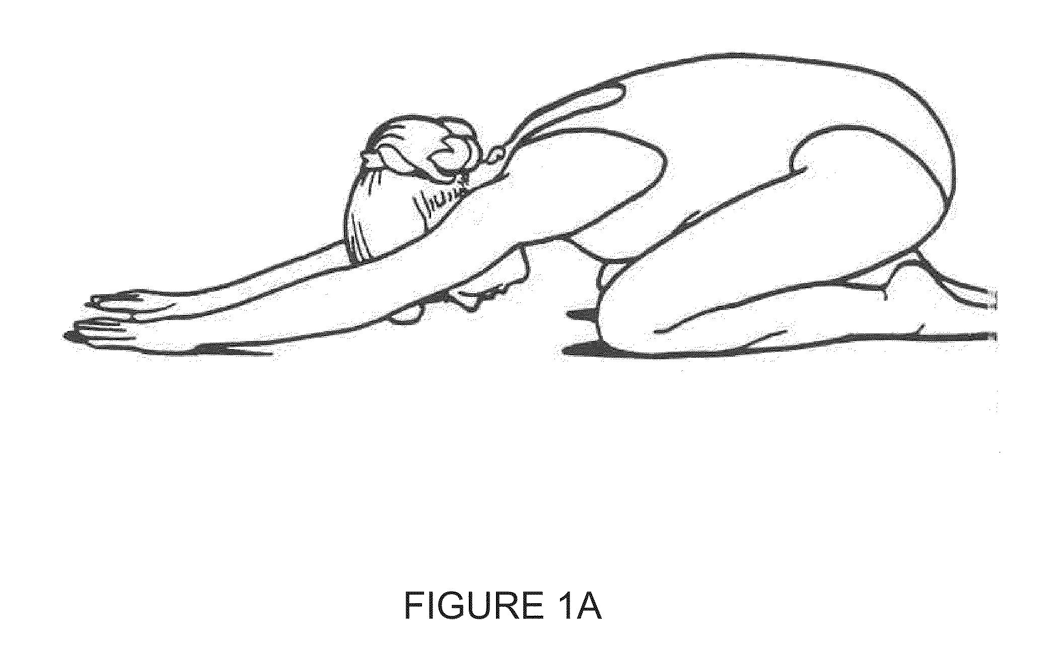 Foldable Prone Support