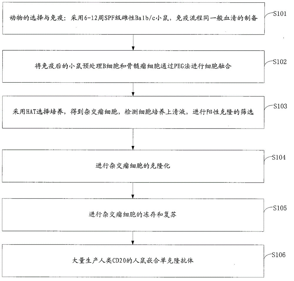 Preparation method for human-mouse chimeric monoclonal antibodies of human CD20