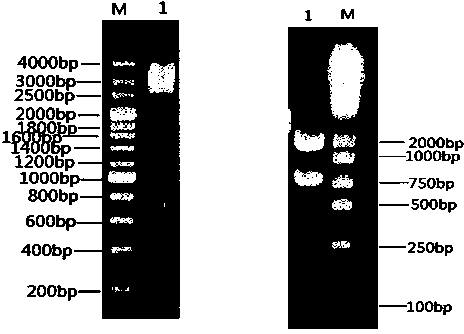 Engineering strain capable of producing succinic acid at low pH value and method for producing succinic acid by fermentation